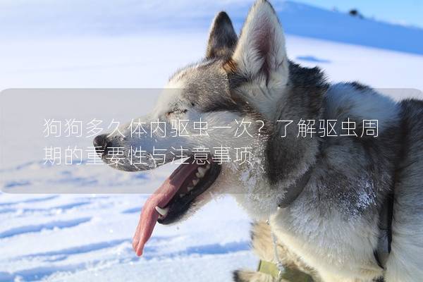 狗狗多久體內驅蟲一次？了解驅蟲周期的重要性與注意事項