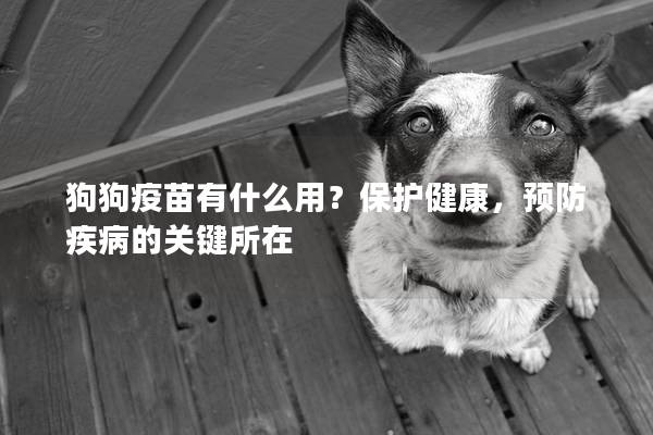 狗狗疫苗有什么用？保護健康，預防疾病的關(guān)鍵所在