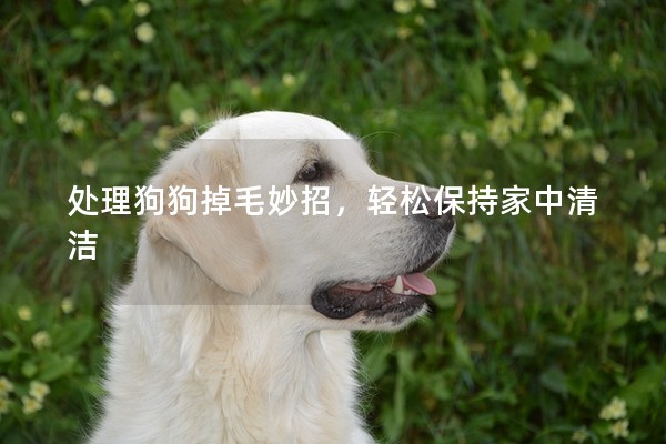 處理狗狗掉毛妙招,輕松保持家中清潔 處理狗狗掉毛妙招,輕松保持家中清潔