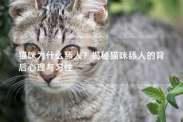 貓咪為什么舔人?揭秘貓咪舔人的背后心理與習(xí)性 貓咪為什么舔人?揭秘貓咪舔人的背后心理與習(xí)性