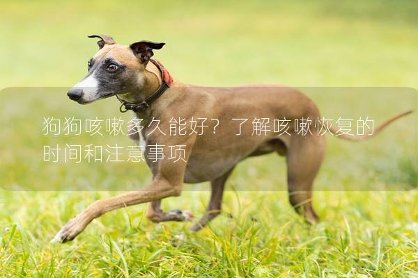 狗狗咳嗽多久能好？了解咳嗽恢復的時間和注意事項