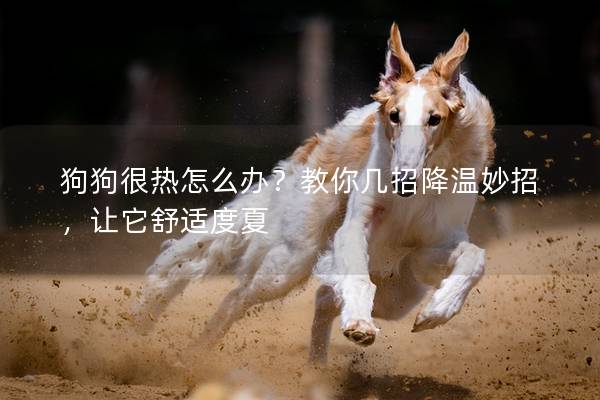 狗狗很熱怎么辦？教你幾招降溫妙招，讓它舒適度夏