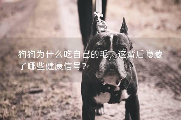 狗狗為什么吃自己的毛，這背后隱藏了哪些健康信號？