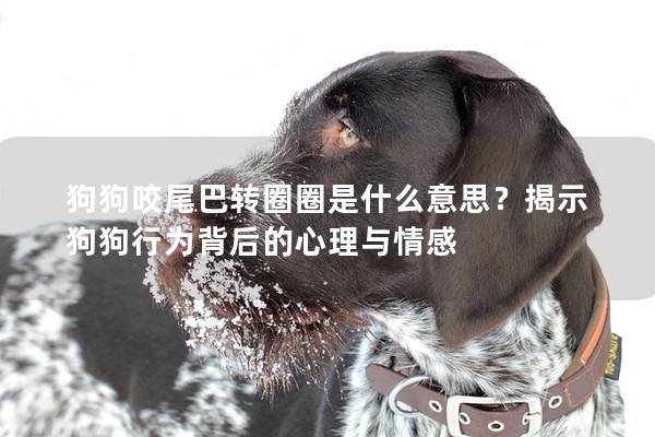 狗狗咬尾巴轉圈圈是什么意思？揭示狗狗行為背后的心理與情感