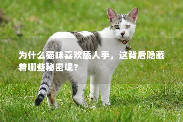 為什么貓咪喜歡舔人手，這背后隱藏著哪些秘密呢？