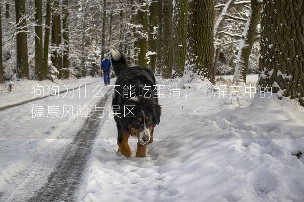 狗狗為什么不能吃蛋清，了解其中的健康風險與誤區