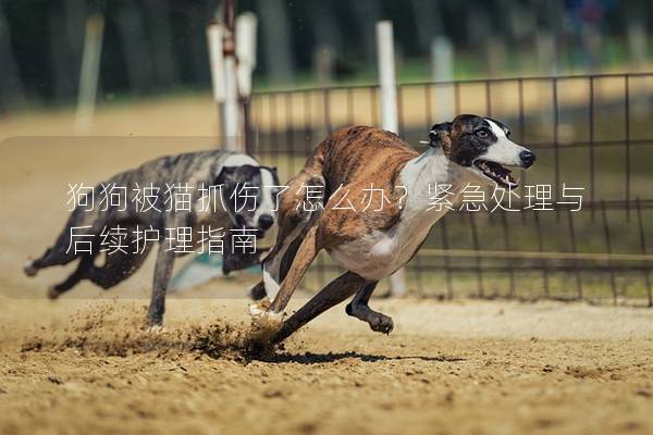 狗狗被貓抓傷了怎么辦？緊急處理與后續護理指南