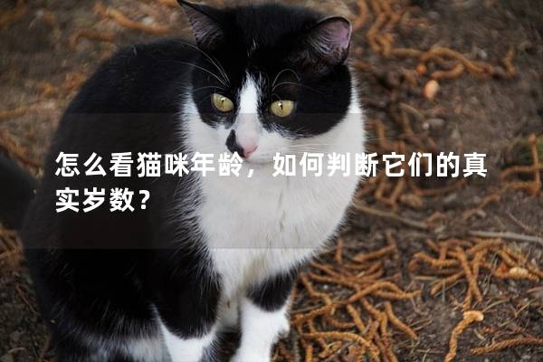 怎么看貓咪年齡，如何判斷它們的真實歲數？