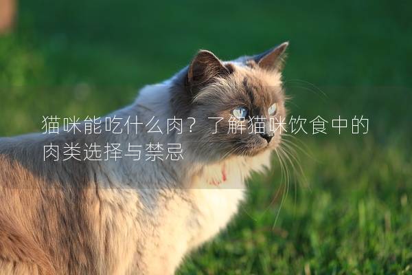 貓咪能吃什么肉?了解貓咪飲食中的肉類選擇與禁忌 貓咪能吃什么肉?了解貓咪飲食中的肉類選擇與禁忌