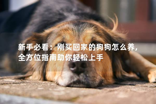 新手必看:剛買回家的狗狗怎么養(yǎng),全方位指南助你輕松上手