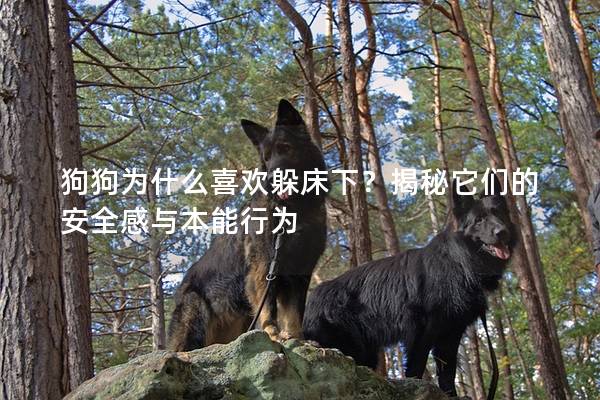 狗狗為什么喜歡躲床下？揭秘它們的安全感與本能行為
