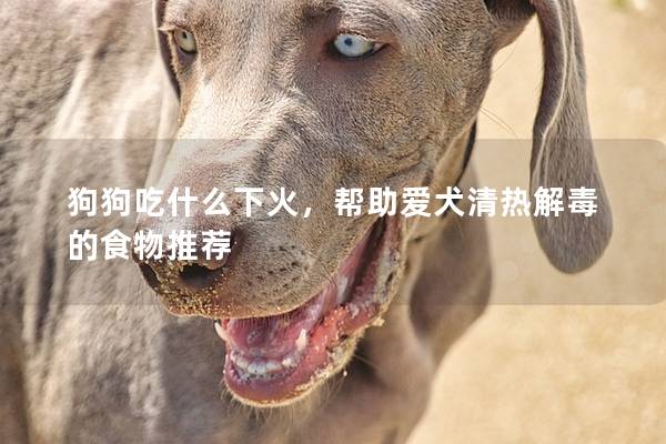 狗狗吃什么下火，幫助愛犬清熱解毒的食物推薦