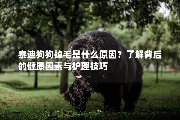 泰迪狗狗掉毛是什么原因？了解背后的健康因素與護(hù)理技巧