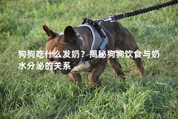 狗狗吃什么發(fā)奶？揭秘狗狗飲食與奶水分泌的關(guān)系