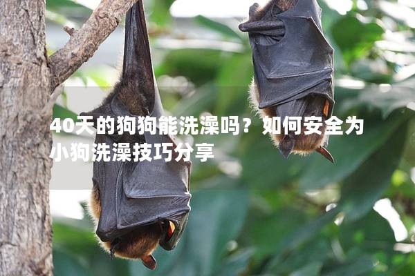 40天的狗狗能洗澡嗎？如何安全為小狗洗澡技巧分享