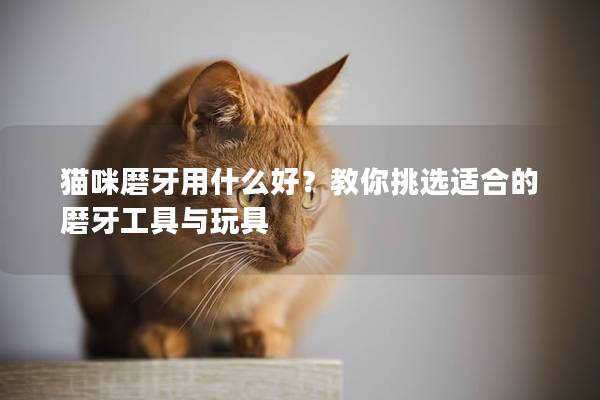 貓咪磨牙用什么好？教你挑選適合的磨牙工具與玩具