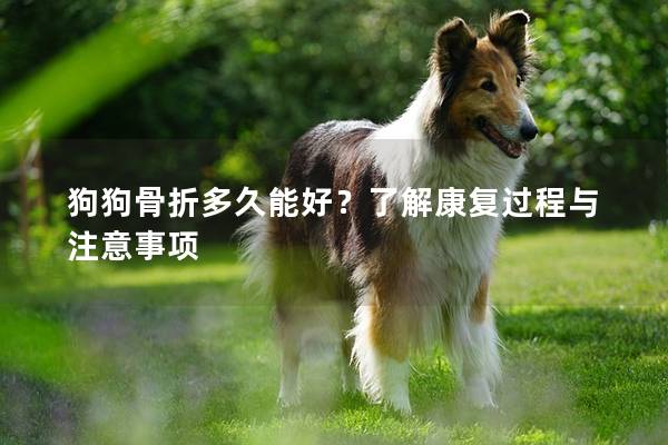 狗狗骨折多久能好？了解康復(fù)過程與注意事項(xiàng)