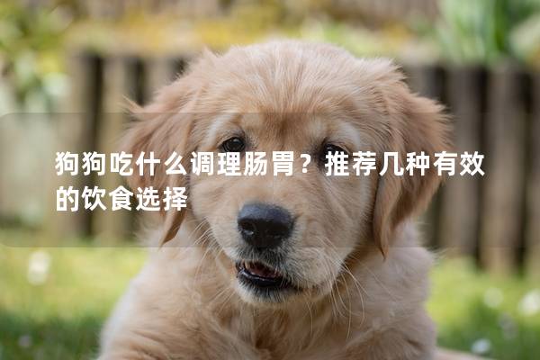 狗狗吃什么調理腸胃?推薦幾種有效的飲食選擇