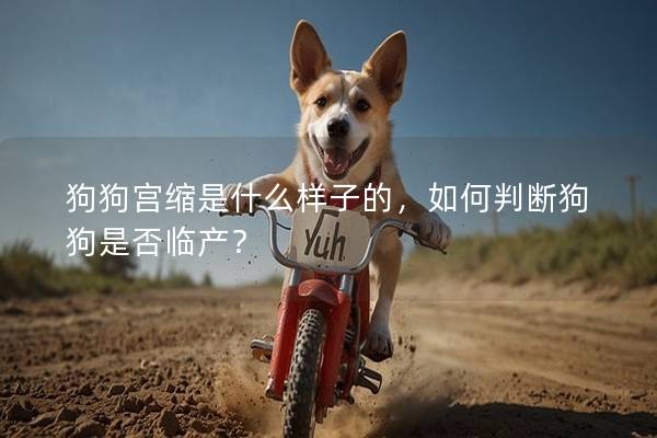 狗狗宮縮是什么樣子的，如何判斷狗狗是否臨產(chǎn)？