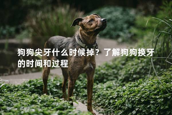 狗狗尖牙什么時候掉？了解狗狗換牙的時間和過程