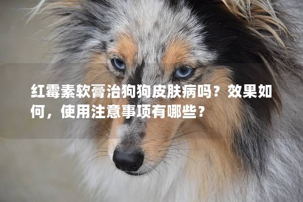 紅霉素軟膏治狗狗皮膚病嗎？效果如何，使用注意事項有哪些？