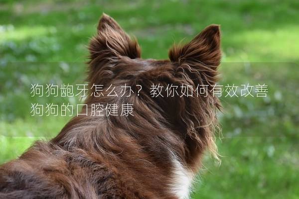 狗狗齙牙怎么辦?教你如何有效改善狗狗的口腔健康 狗狗齙牙怎么辦?教你如何有效改善狗狗的口腔健康
