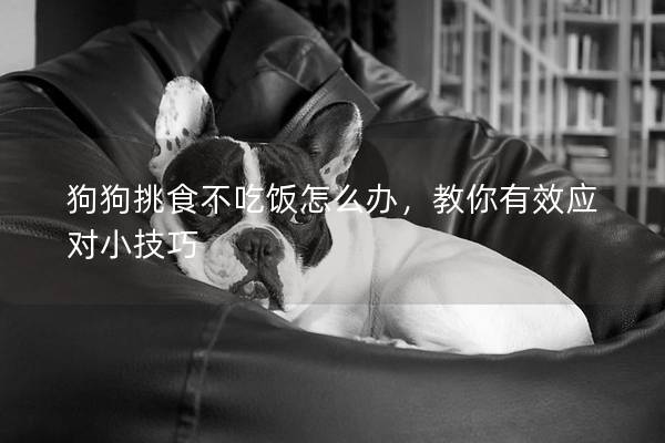 狗狗挑食不吃飯怎么辦，教你有效應對小技巧