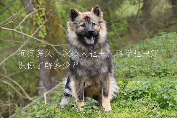 狗狗多久一次體內(nèi)驅(qū)蟲，科學(xué)驅(qū)蟲知識你了解多少？