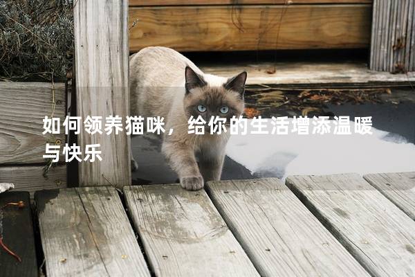 如何領養貓咪，給你的生活增添溫暖與快樂
