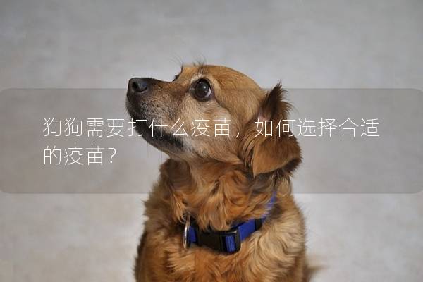 狗狗需要打什么疫苗，如何選擇合適的疫苗？