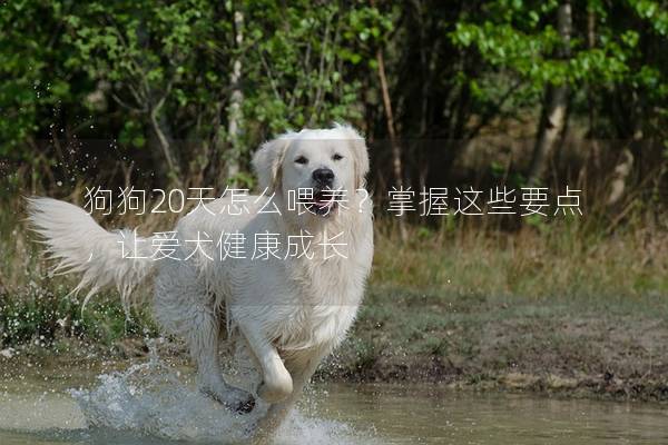 狗狗20天怎么喂養(yǎng)？掌握這些要點(diǎn)，讓愛(ài)犬健康成長(zhǎng)