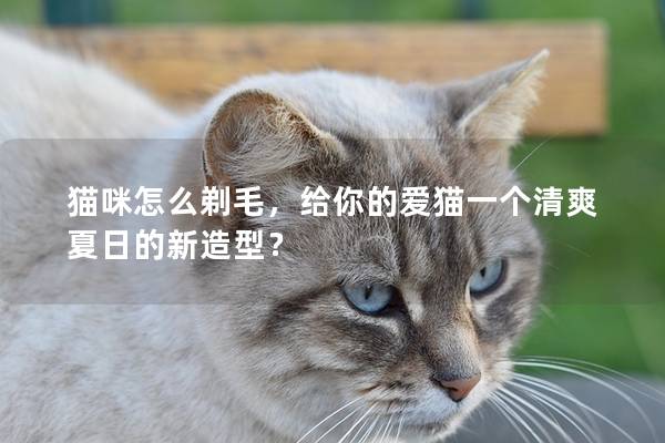 貓咪怎么剃毛，給你的愛貓一個清爽夏日的新造型？