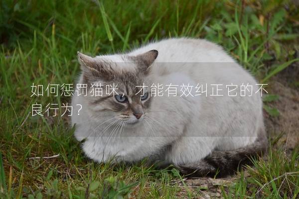 如何懲罰貓咪,才能有效糾正它的不良行為? 如何懲罰貓咪,才能有效糾正它的不良行為?