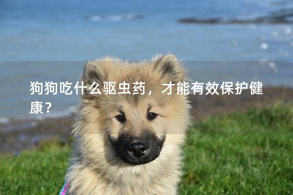 狗狗吃什么驅蟲藥，才能有效保護健康？