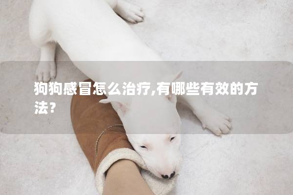狗狗感冒怎么治療,有哪些有效的方法？