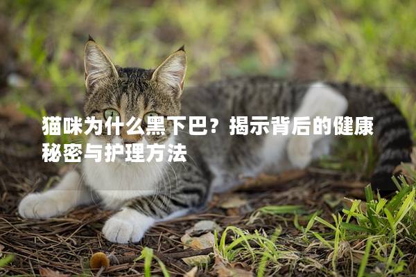 貓咪為什么黑下巴？揭示背后的健康秘密與護理方法