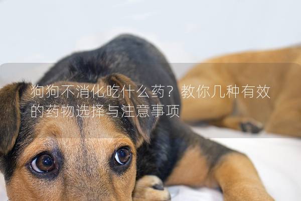 狗狗不消化吃什么藥？教你幾種有效的藥物選擇與注意事項