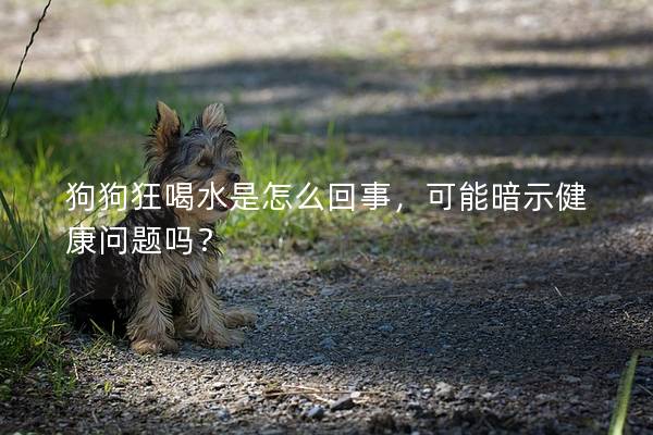 狗狗狂喝水是怎么回事，可能暗示健康問題嗎？