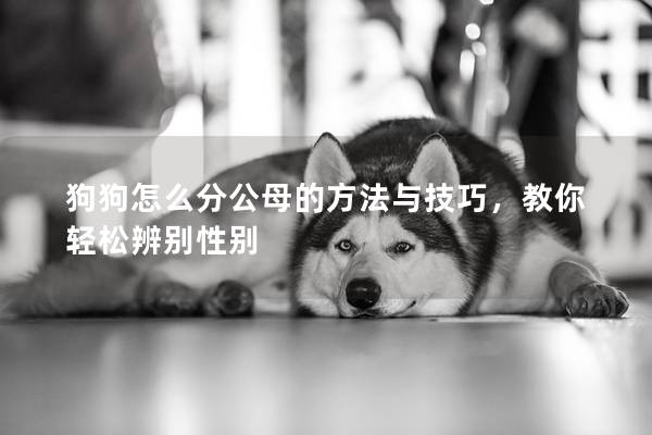 狗狗怎么分公母的方法與技巧，教你輕松辨別性別