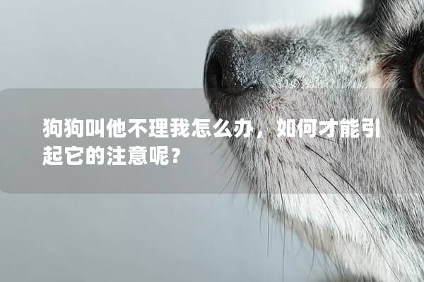 狗狗叫他不理我怎么辦，如何才能引起它的注意呢？