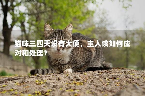 貓咪三四天沒有大便，主人該如何應對和處理？