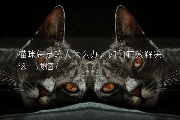 貓咪總是咬人怎么辦，如何有效解決這一煩惱？