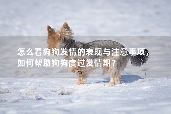 怎么看狗狗發情的表現與注意事項，如何幫助狗狗度過發情期？