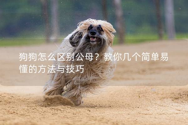 狗狗怎么區別公母？教你幾個簡單易懂的方法與技巧
