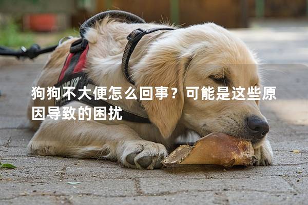 狗狗不大便怎么回事？可能是這些原因導致的困擾