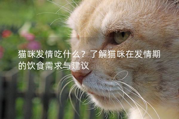 貓咪發情吃什么？了解貓咪在發情期的飲食需求與建議