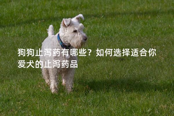 狗狗止瀉藥有哪些？如何選擇適合你愛(ài)犬的止瀉藥品