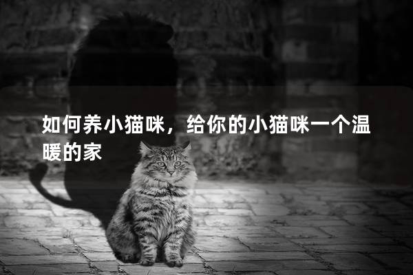 如何養小貓咪，給你的小貓咪一個溫暖的家
