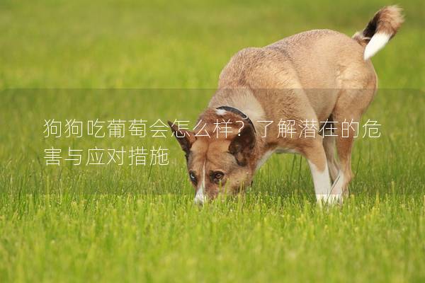 狗狗吃葡萄會怎么樣？了解潛在的危害與應對措施