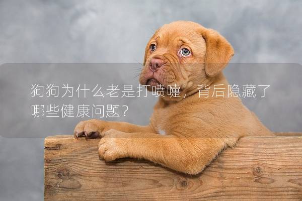 狗狗為什么老是打噴嚏，背后隱藏了哪些健康問題？